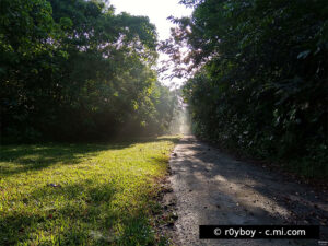 Mandai Track 15