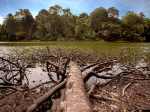 Mandai Track 15