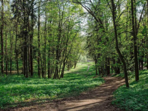 Kent Ridge Mountain Bike Trail